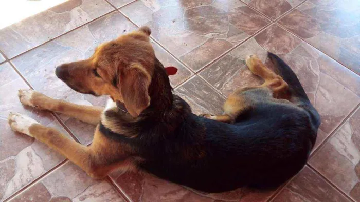 Cachorro raça Pastor Belga idade 7 a 11 meses nome Chico
