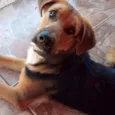 Chico