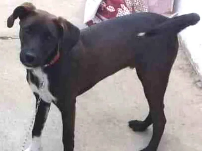 Cachorro raça SRD idade 7 a 11 meses nome Lord