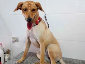 Cachorro raça Vira lata idade 7 a 11 meses nome Sem nome