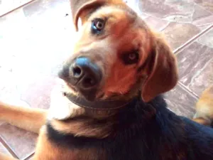 Cachorro raça Pastor Belga idade 7 a 11 meses nome Chico