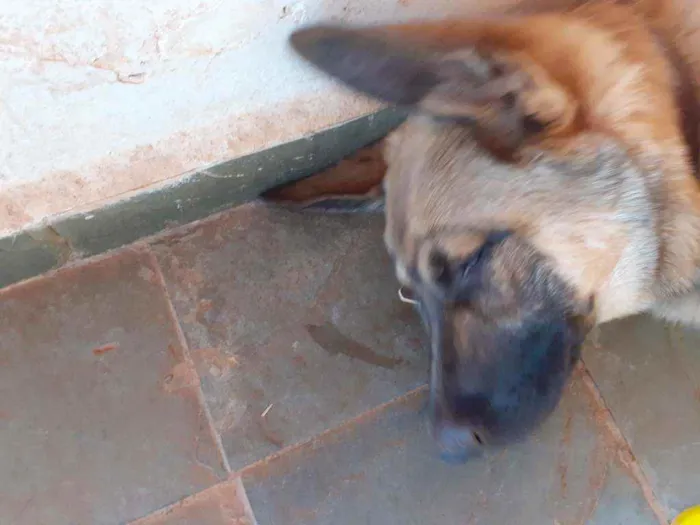 Cachorro ra a Pastor alemão com pastor suíço idade 1 ano nome Apolo