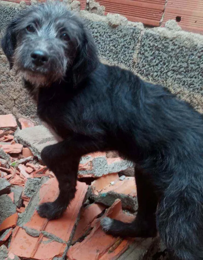 Cachorro raça SRD idade 2 a 6 meses nome Judy