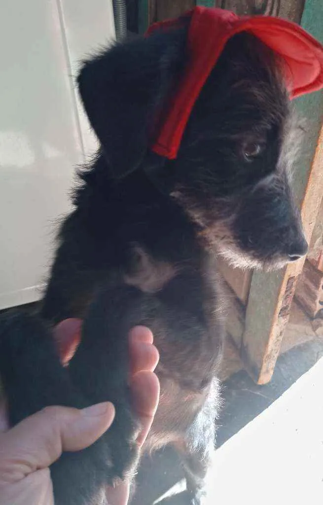 Cachorro raça SRD idade 2 a 6 meses nome Judy