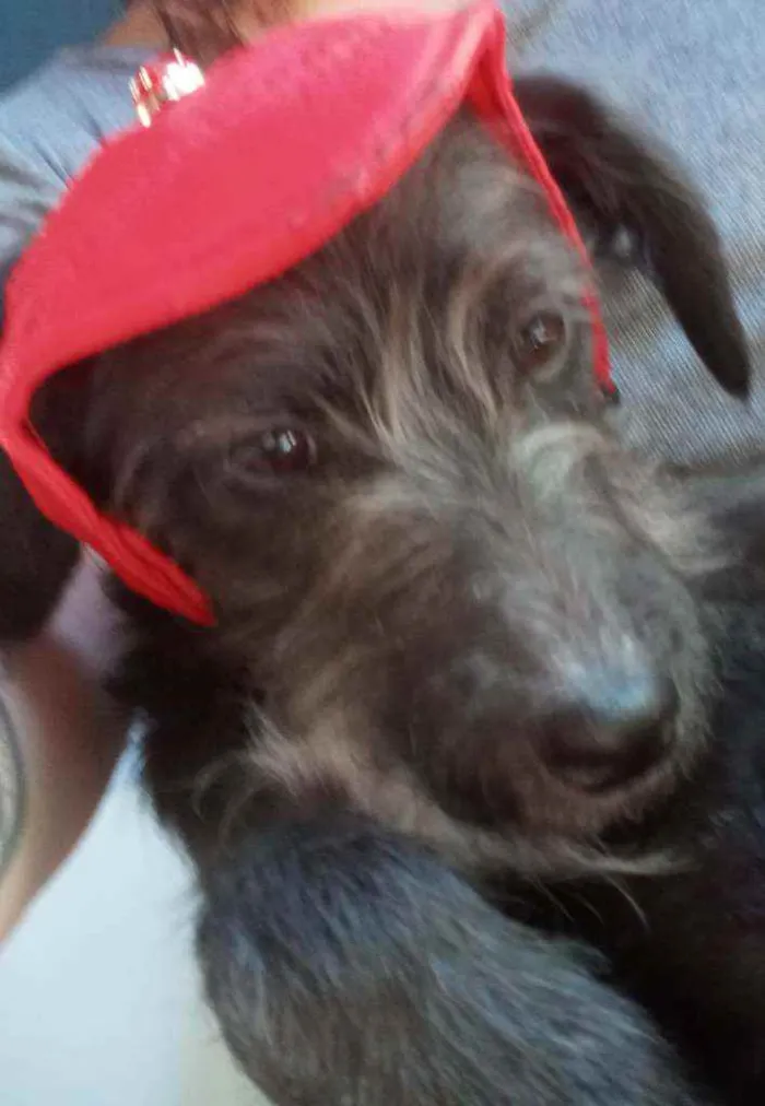 Cachorro raça SRD idade 2 a 6 meses nome Judy