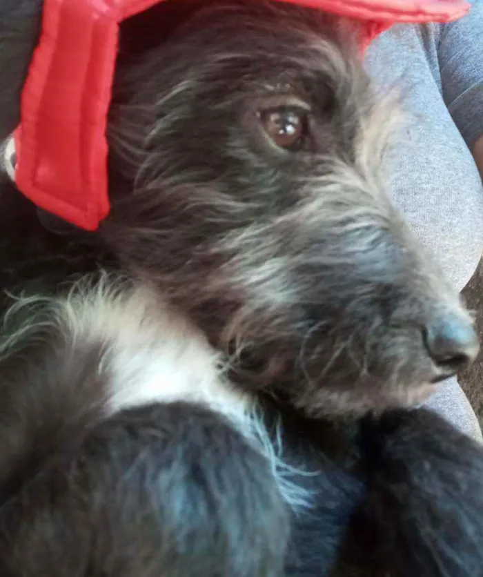 Cachorro raça SRD idade 2 a 6 meses nome Judy