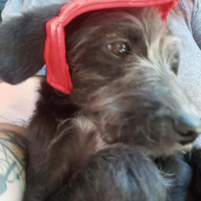 Cachorro raça SRD idade 2 a 6 meses nome Judy