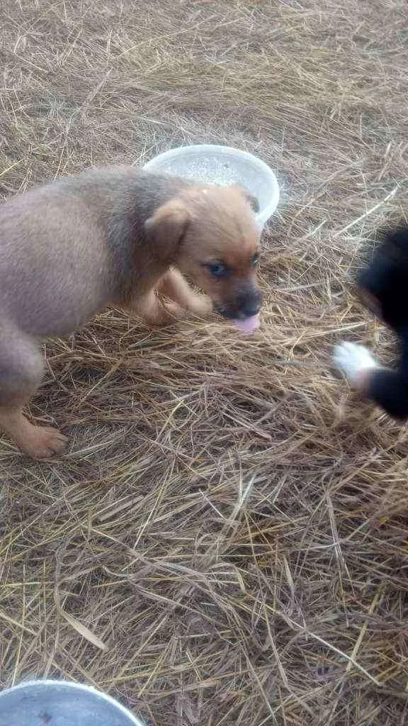 Cachorro raça SRD  idade 2 a 6 meses nome Liz 