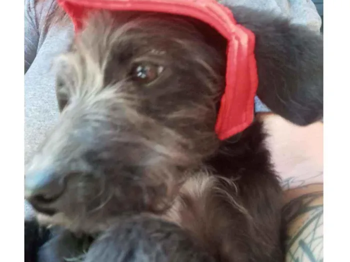 Cachorro raça SRD idade 2 a 6 meses nome Judy