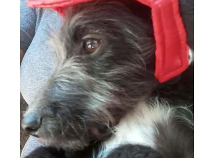 Cachorro raça SRD idade 2 a 6 meses nome Judy