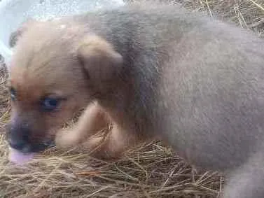 Cachorro raça SRD  idade 2 a 6 meses nome Liz 