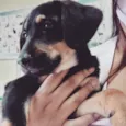 Cachorro raça SRD idade 2 a 6 meses nome Tropeço