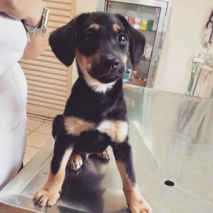 Cachorro raça SRD idade 2 a 6 meses nome Tropeço