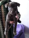 Marronzinha
