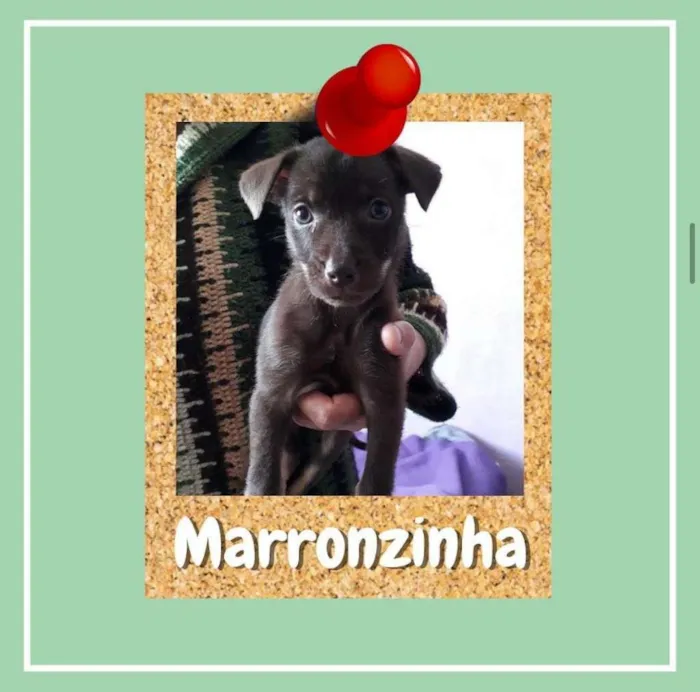 Cachorro ra a SRD-ViraLata idade 2 a 6 meses nome Marronzinha