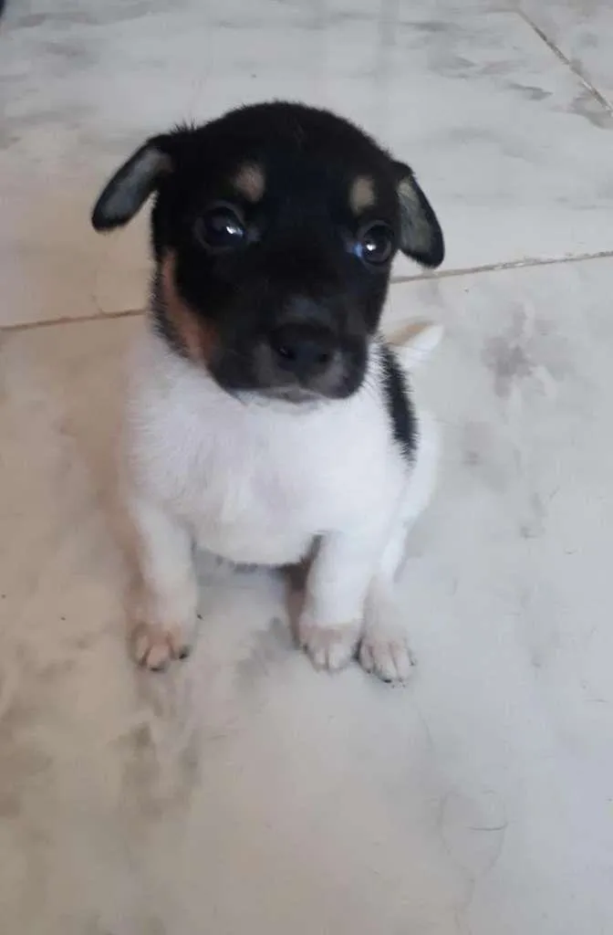 Cachorro ra a SRD-ViraLata idade 2 a 6 meses nome Malhadinho