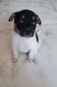 Malhadinho