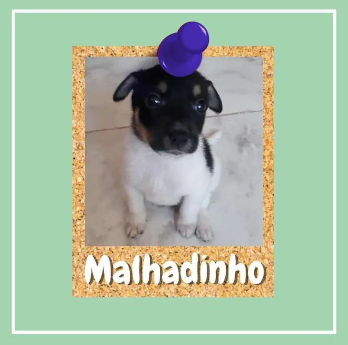 Cachorro ra a SRD-ViraLata idade 2 a 6 meses nome Malhadinho