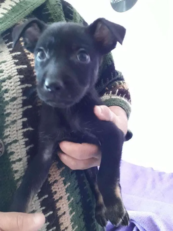 Cachorro ra a SRD-ViraLata idade 2 a 6 meses nome Sansão