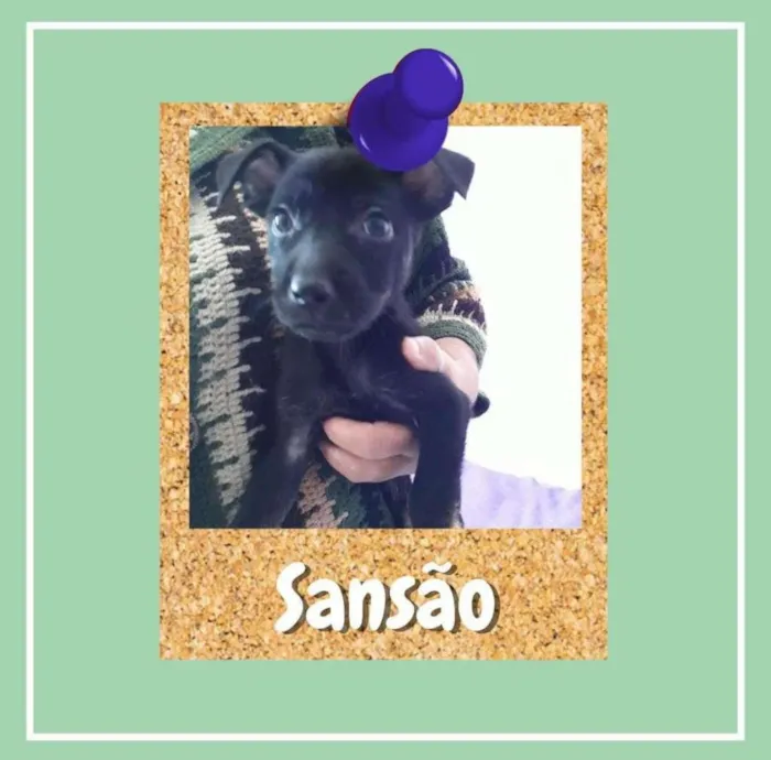 Cachorro ra a SRD-ViraLata idade 2 a 6 meses nome Sansão