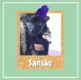 Sansão