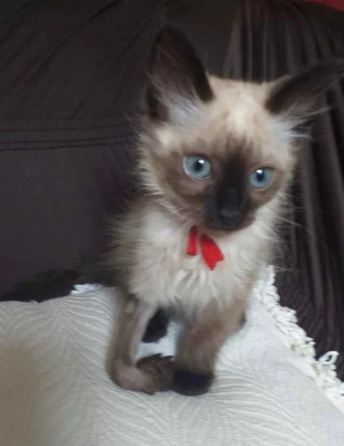 Gato ra a Siames  idade 2 a 6 meses nome Bento 