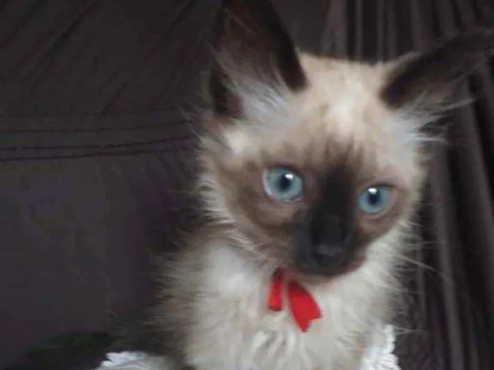 Gato ra a Siames  idade 2 a 6 meses nome Bento 