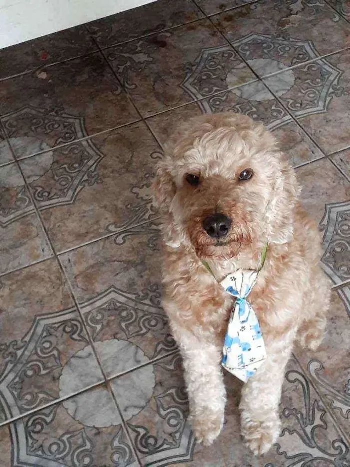 Cachorro ra a poodle idade 2 anos nome Caramelo