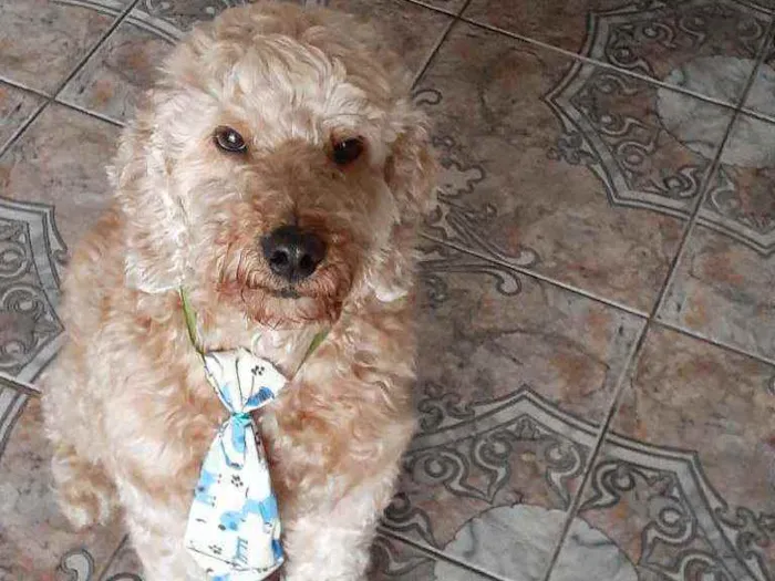 Cachorro ra a poodle idade 2 anos nome Caramelo