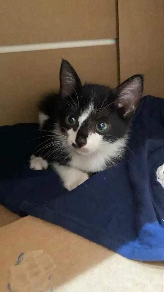 Gato raça Sem raca idade Abaixo de 2 meses nome Frajolino