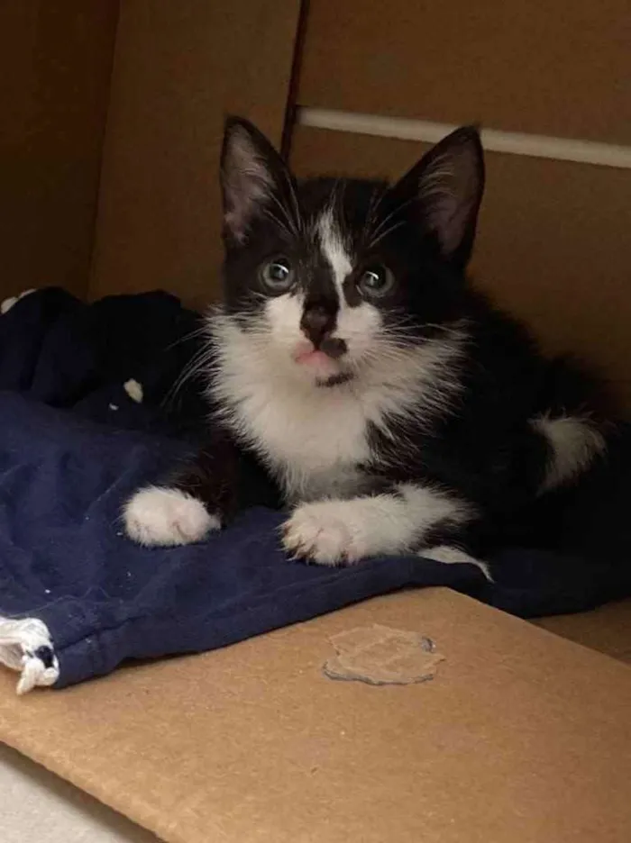 Gato raça Sem raca idade Abaixo de 2 meses nome Frajolino