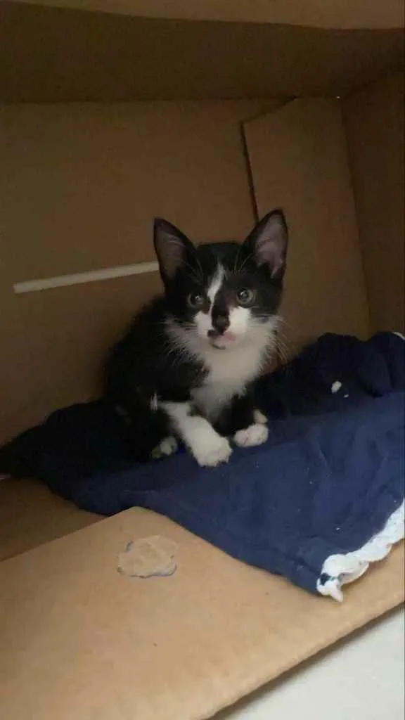 Gato raça Sem raca idade Abaixo de 2 meses nome Frajolino