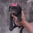Rubi 