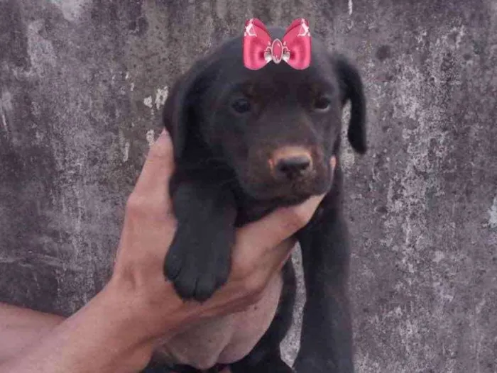 Cachorro ra a Mestiça  idade 2 a 6 meses nome Rubi 