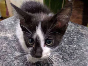 Gato raça SRD idade Abaixo de 2 meses nome Diana