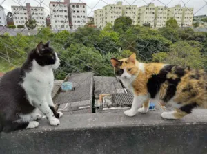 Gato raça SRD idade 1 ano nome Juninho 