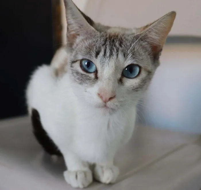 Gato raça SRD-ViraLata idade 7 a 11 meses nome LEA