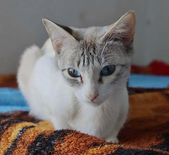 Gato raça SRD-ViraLata idade 7 a 11 meses nome LEA