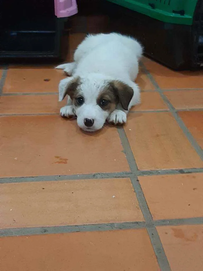 Cachorro raça SRD  idade 2 a 6 meses nome Spike 