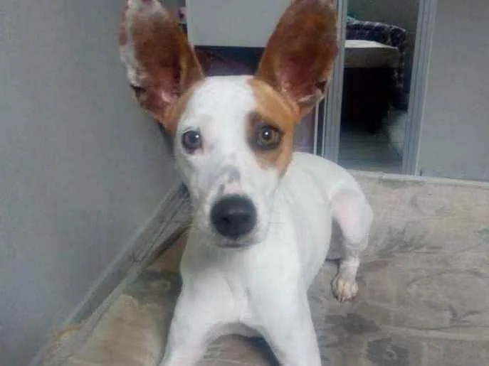 Cachorro raça Sem raça definida  idade 2 anos nome Luna