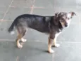 Nala