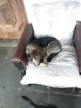 Nala