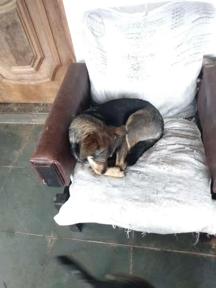 Cachorro ra a SRD-ViraLata idade 2 anos nome Nala