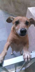 Rabico