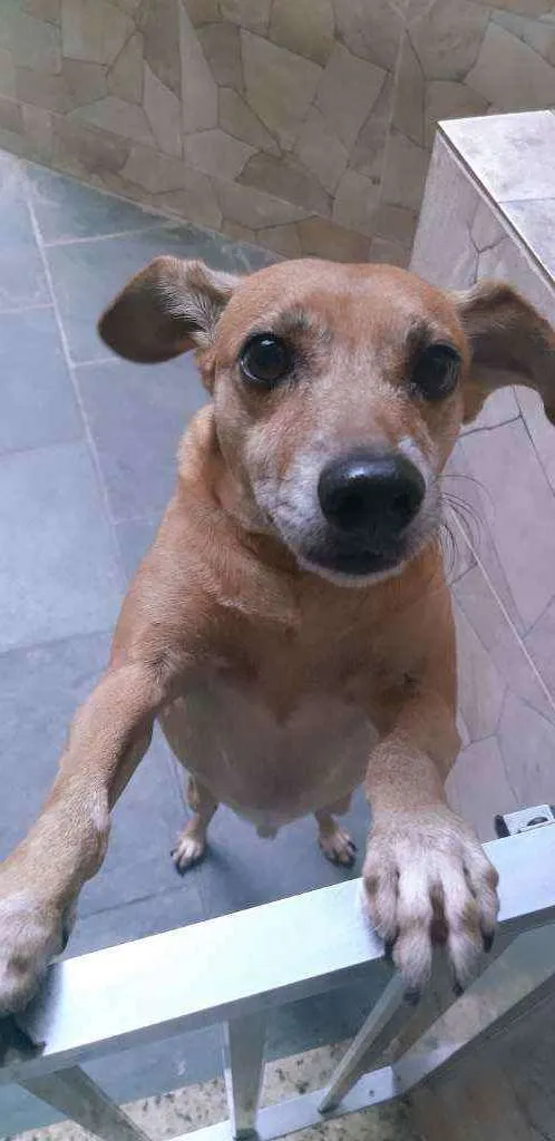 Cachorro ra a Vira-lata idade 6 ou mais anos nome Rabico