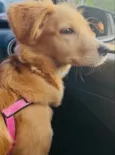 Amora 