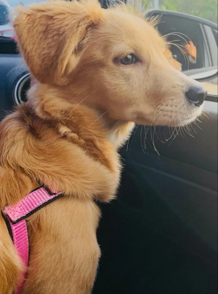 Cachorro ra a Sem raça definida idade 7 a 11 meses nome Amora 