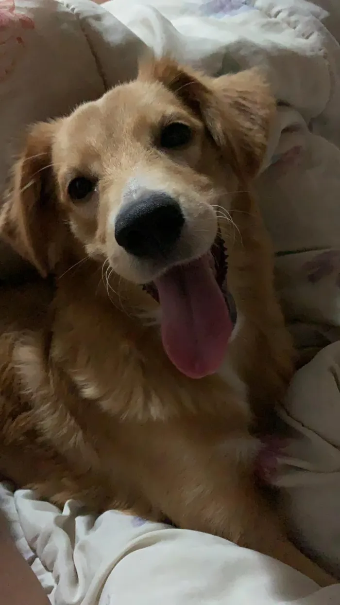Cachorro ra a Sem raça definida idade 7 a 11 meses nome Amora 