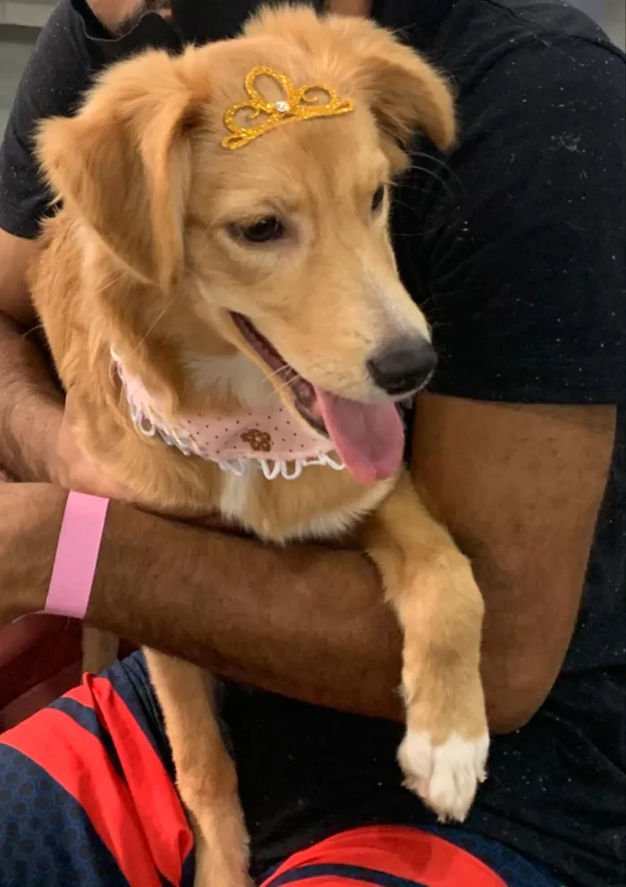 Cachorro ra a Sem raça definida idade 7 a 11 meses nome Amora 