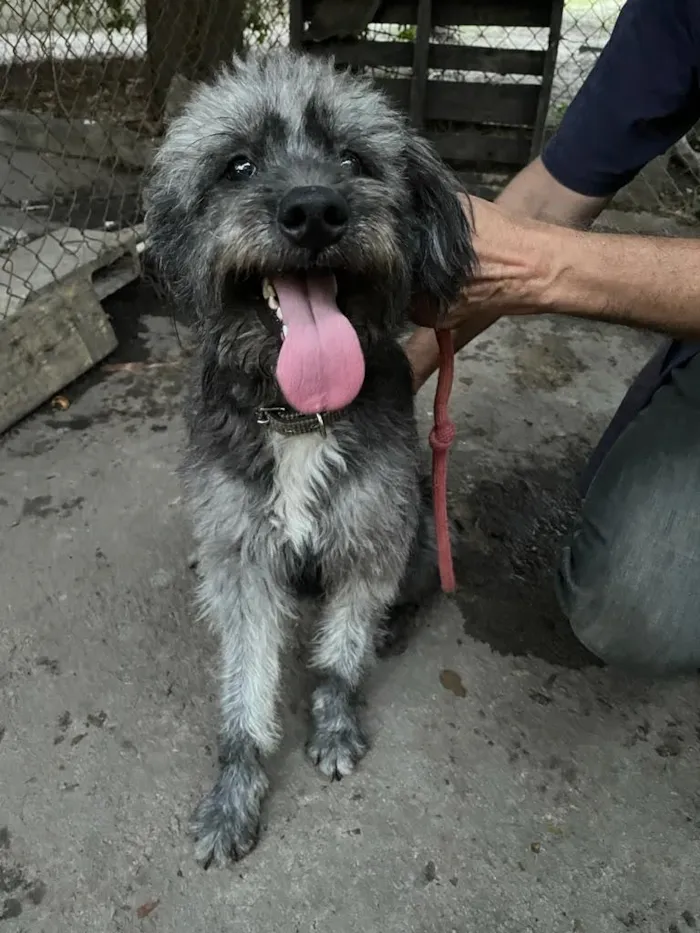 Cachorro ra a Poodle idade 2 anos nome Pandora